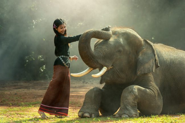 象と戯れる女性